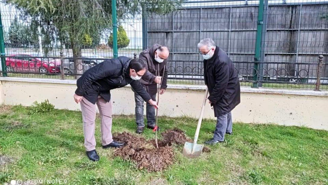 İlçe Milli Eğitim Müdürümüz Murat Çulfaz, şube müdürlerimiz Bülent Yılmaz ve Vedat Çetin Atatürk İlk Ortaokulu bahçesindeki fidan dikimi çalışmalarına katıldılar.